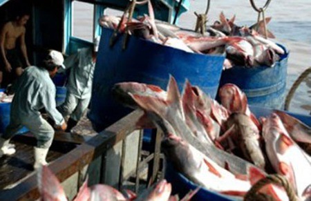 Vietnam's Tra fish comply with international standards - ảnh 1